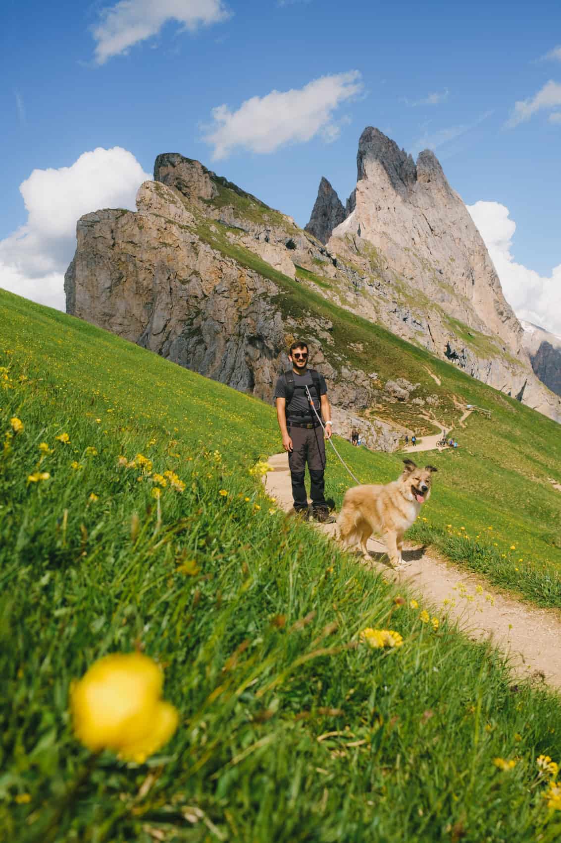 a man and a shepherd dog walking on a trail with the seceda ridge in the dolomites in the background. Summer is one of the best times to visit the dolomites since everything is green and full of flowers