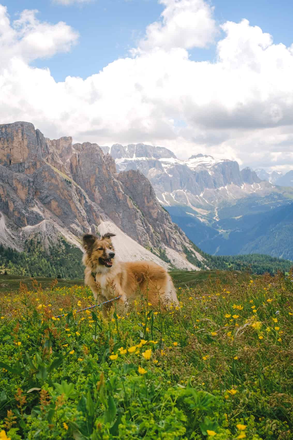 My dog Balù, a light brown mixed breed shepherd dog, walking in a field full of flowers on a summer day in the dolomites in Seceda with the alps in the background