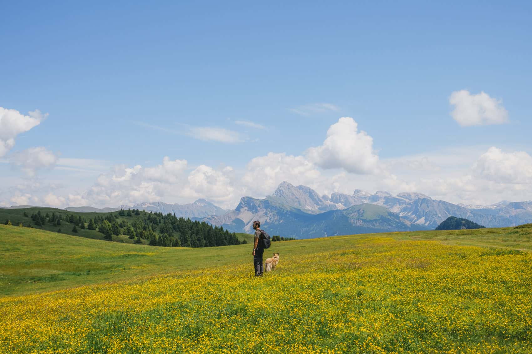A man and his dog standing on a field full of yellow flowers in Alpe di Siusi (Dolomites) with alps peaks in the background