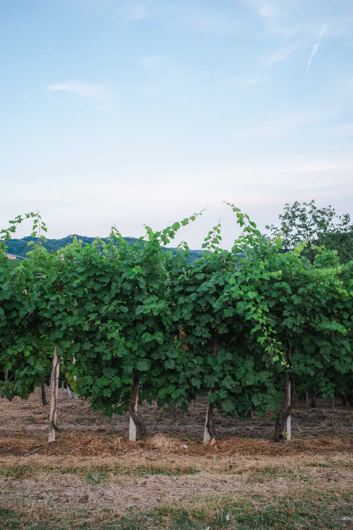 Vineyards in the prosecco hills close to Conegliano